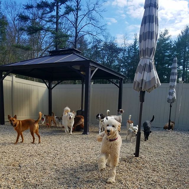 BarkMore Park Asheville's All New Dog Day Care